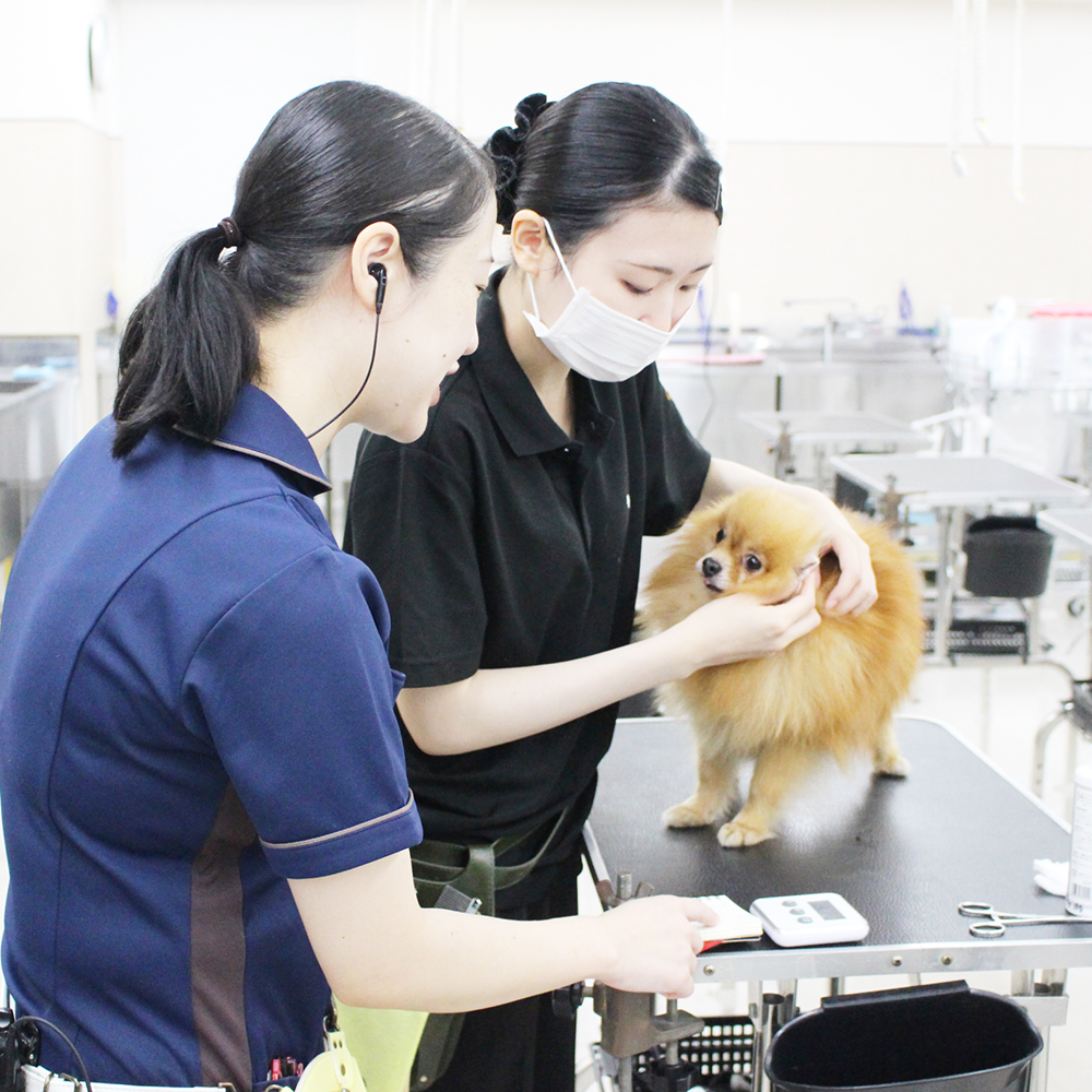 夏休みも継続的にトリミング実習☆